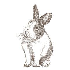 White rabbit with black spots around the eyes. Seating bunny. Hare isolated on white background. Hand drawn sketch Enaving style. Chinese New Year Symbol. Easter cheerful character in mask.