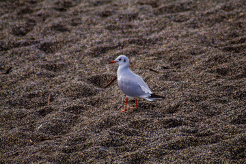 Seagull