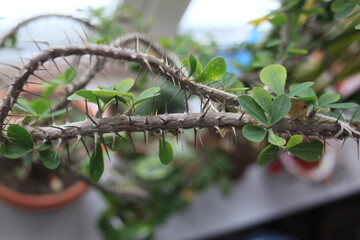 A prickly house tree with long thorns