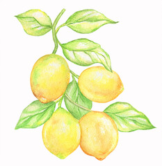 Hand drawn watercolor illustration.Lemon branch.Isolated on white background.For your design.