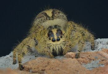 Jumping Spider