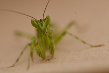 Praying Mantis