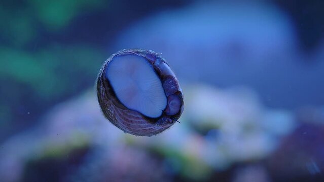 detail of a trochus snail eating algae on the glass of a reef aquarium