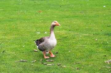 Beautiful gray perigord geese walk on green lawn in summer on goose farm. duck geese meat, French...