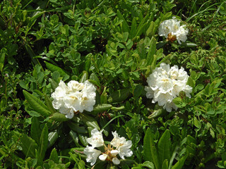 ハクサンシャクナゲ