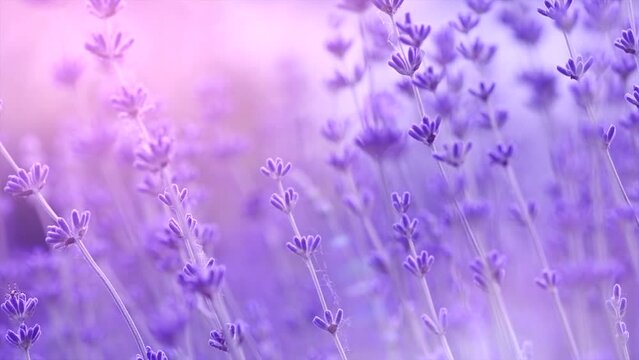Lavender. Blooming Violet fragrant lavender flowers on a field, close up. Background of Growing Lavender, harvest. Garden, gardening. Watercolor design. France Provence. Aromatic flowers. Slow motion.