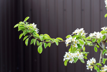 Fototapeta na wymiar Blossoming apple tree branch on dark background