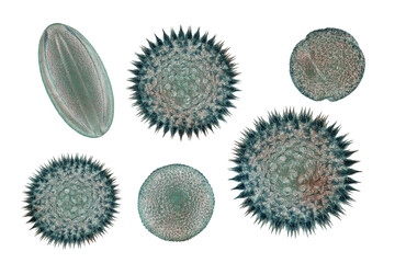 Pollen grains, 3D illustration