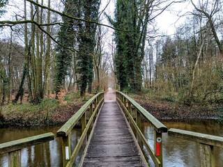 wooden bridge in the forest
