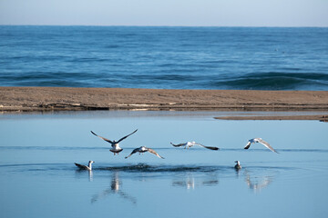 Foto de pájaros en un delta