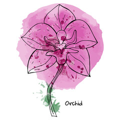 Orchid flower linear style without filling on a watercolor pink background. Hand drawing. Valentine's day. Isolated object on a white background. Vector illustration.