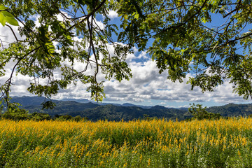 mountain view between trees, dominican republic

