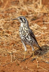 Groundscraper Thrush, South Africa