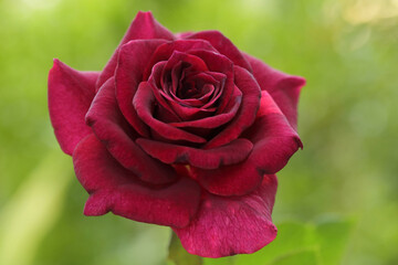 Beautiful dark red rose on green nature background, The Red roses meaning love, The flower popularly given as gifts for couples on Valentine's Day.