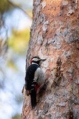Great spotted woodpecker