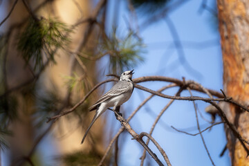 White wagtail