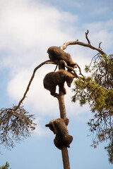bear cubs in tree © Robert Fjällborg 