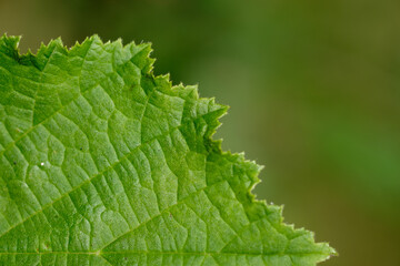 Fototapeta premium green leaf macro