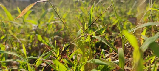 close up of green grass
