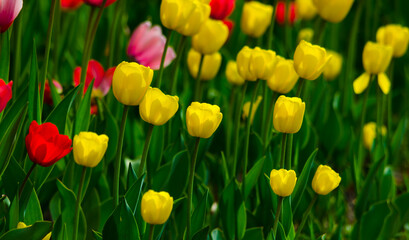 yellow tulips in the flowerbed field