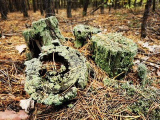 an old stump with moss in autumn forest