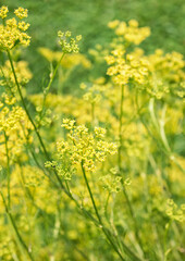 Fennel flowers in the garden