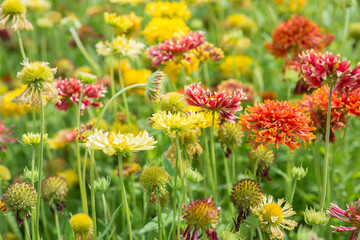 Gaillardia pulchella flowers in the garden close-up