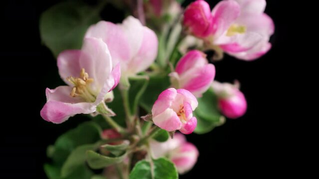 Time lapse of beautiful pink cherry blossoms opening, studio isolated closeup on black, with the branch slowly rotating
