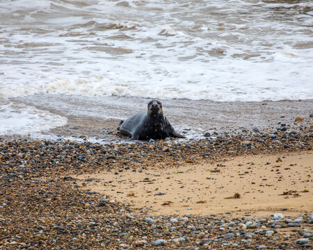 Seal on Horsey Beach in Norfolk, UK