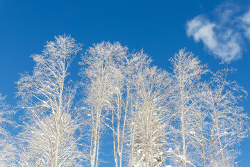 Scenic view of many birch trees covered by fresh hoar frost snow mountain forest against clear blue sky bright cold sunny winter day. Natural woods cold weather wallpaper background. Nature panorama
