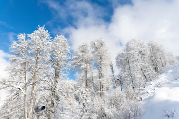 Scenic view of many birch trees covered by fresh hoar frost snow mountain forest against clear blue sky bright cold sunny winter day. Natural woods cold weather wallpaper background. Nature panorama