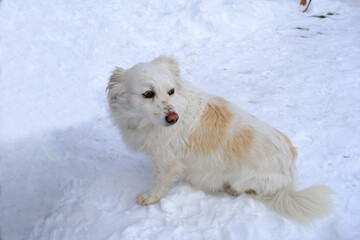 Kokoni dog, cute spotted white cocoon dog posing outside in snowy weather.