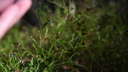Picking blueberry from bush growing in forest