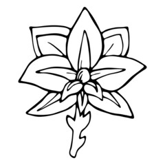 Abstract doodle flower. Hand-drawn outline of a fantasy flower.