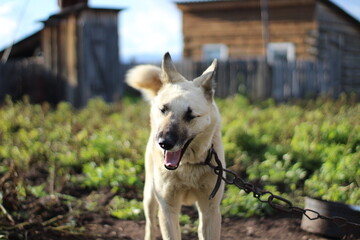 Dog portrait on a leash	
