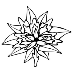 Abstract doodle flower. Hand-drawn outline of a fantasy flower.