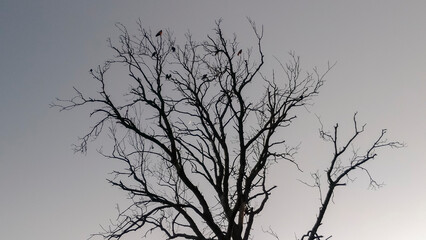 Black crows on a dry tree against the background of a clear blue sky
