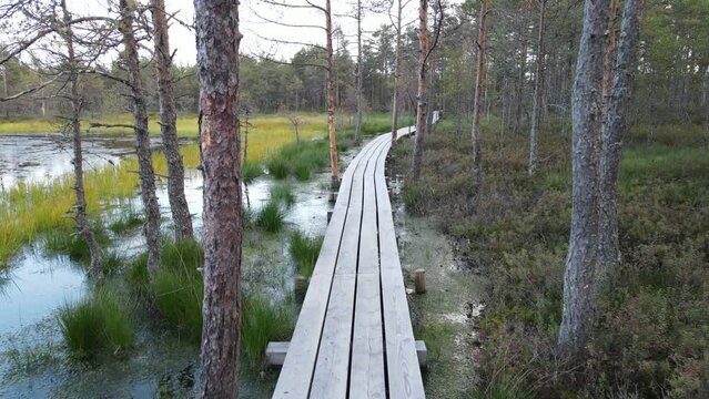 Walking POV on wooden hiking path at Estonian Viru Raba bog