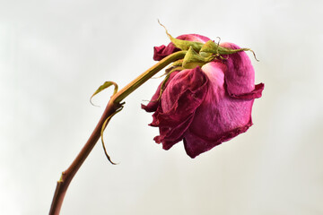 There is a withered rose on the white background