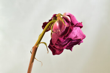There is a withered rose on the white background