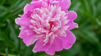 large pink peony flower close-up