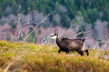 Chamois wild goat in the mountains of Vosges France in a blueberry and heather field with hills scenery in the background