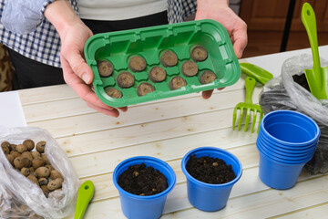 Woman gardener holds a plastic container for seedlings with peat tablets in her hands. Preparation...