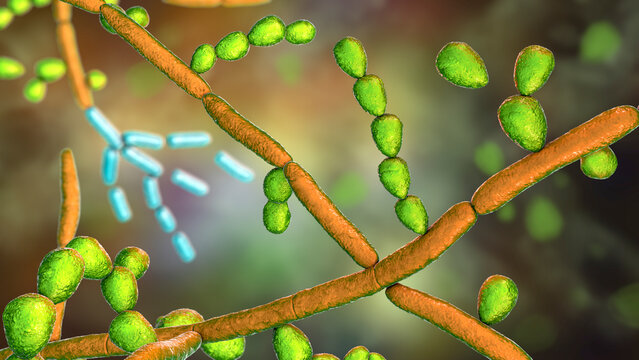 Fungus Trichosporon, 3D illustration