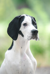 Close up portrait of head black white spotted cute english pointer puppy dog on the light green...