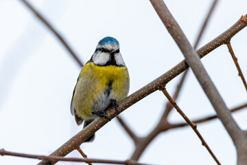 Eurasian Blue Tit perched on a tree branch