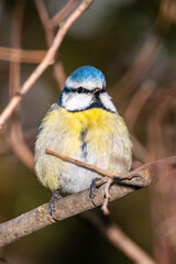 Obraz premium Eurasian Blue Tit perched on a tree branch