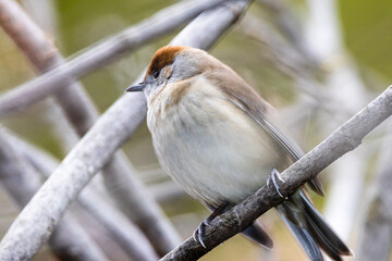 Obraz premium Female Eurasian Blackcap perched on a tree branch