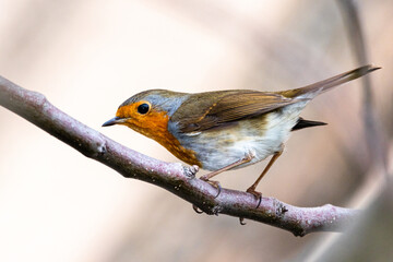 European Robin perched on a tree branch