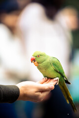 Colorfull Parrot eating nuts from human hand, Macaw Bird in park